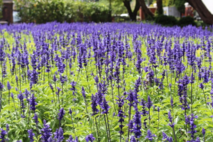 Lavender Color Graphic Design