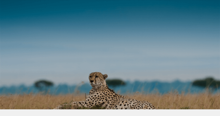 Home Page of Top Web Design Firms in Texas: Cheetah Local